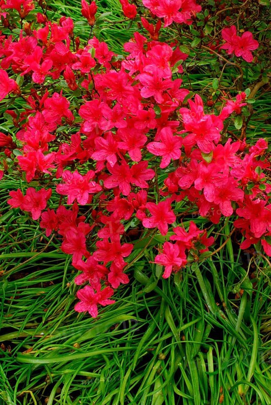 Japanese azalea (Rhododendron x obtusum)