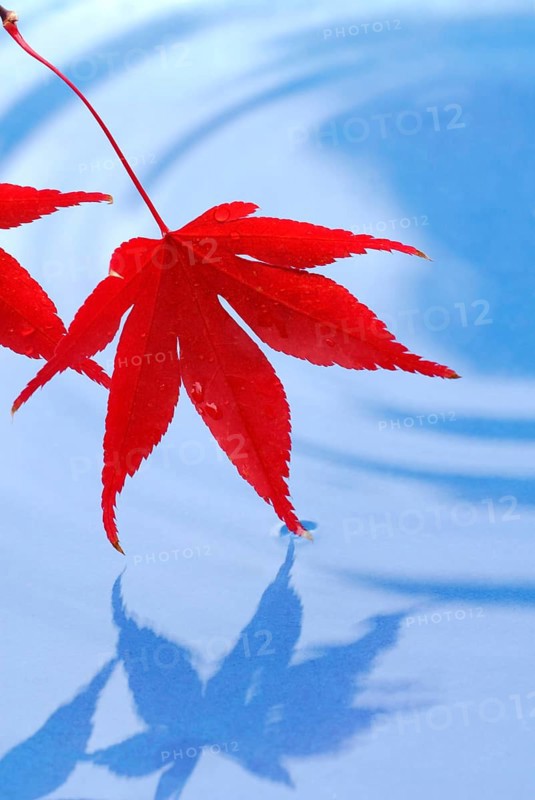 Leaves, Downy Japanese Maple (Acer japonicum) sycamore