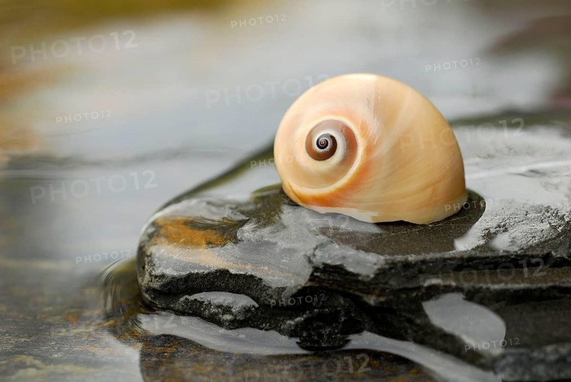 Snail shell on stone