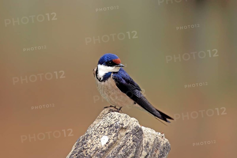 White-throated Swallow, South Afrika (Hirunda albigularis)
