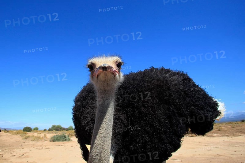 South african ostrich (Struthio camelus australis), male, Oudtshoorn, Klein Karoo, South Africa, Africa