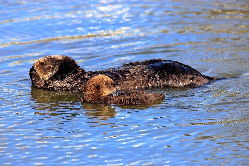 Sea otter (Enhydra lutris) with young, California, USA, North America