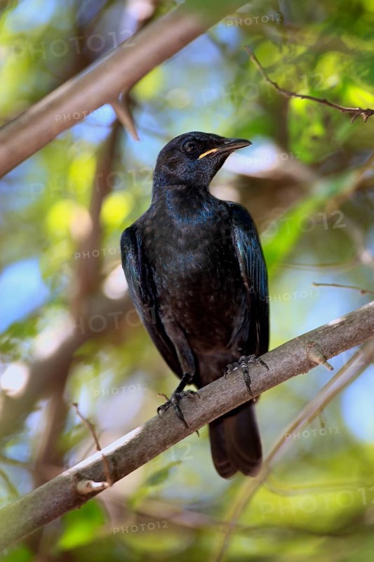 Young Red-shouldered Glossy Starling (Lamprotornis nitens), Kruger national park, South Africa, Africa