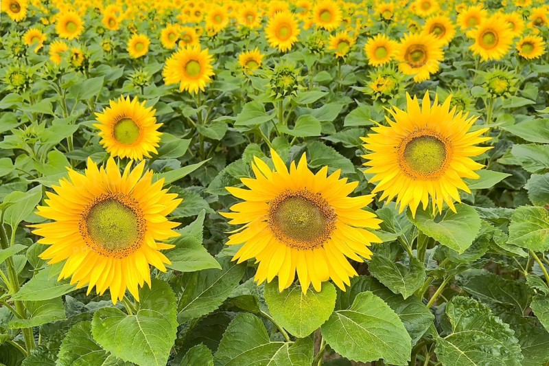 Sunflower (Helianthus annuus) Sunlight, blossom, summer feeling, blossoming sunflower field, Middle Elbe Biosphere Reserve, Saxony-Anhalt, Germany, Europe