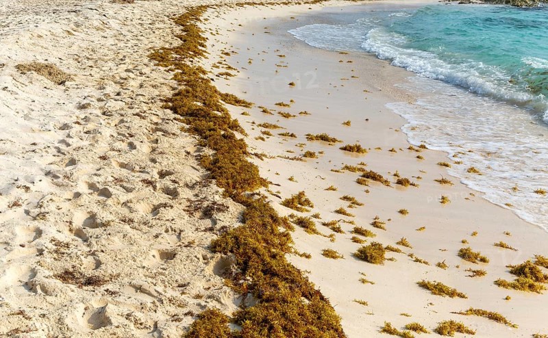 (Sargassum) seaweed washed up on sandy beach, Isla Mujeres, Caribbean Coast, Cancun, Quintana Roo, Mexico, Central America