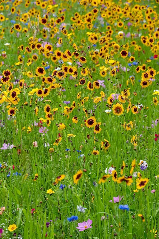 Colourful flower meadow with predominantly dyer's girl's eye, Plains Coreopsis, Münsterland