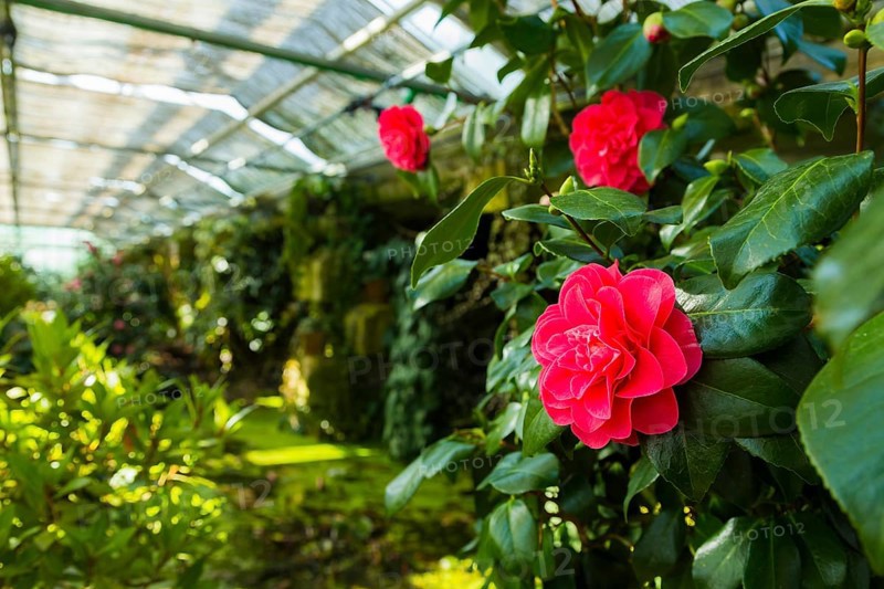 Zuschendorf Country Castle Camellia Show