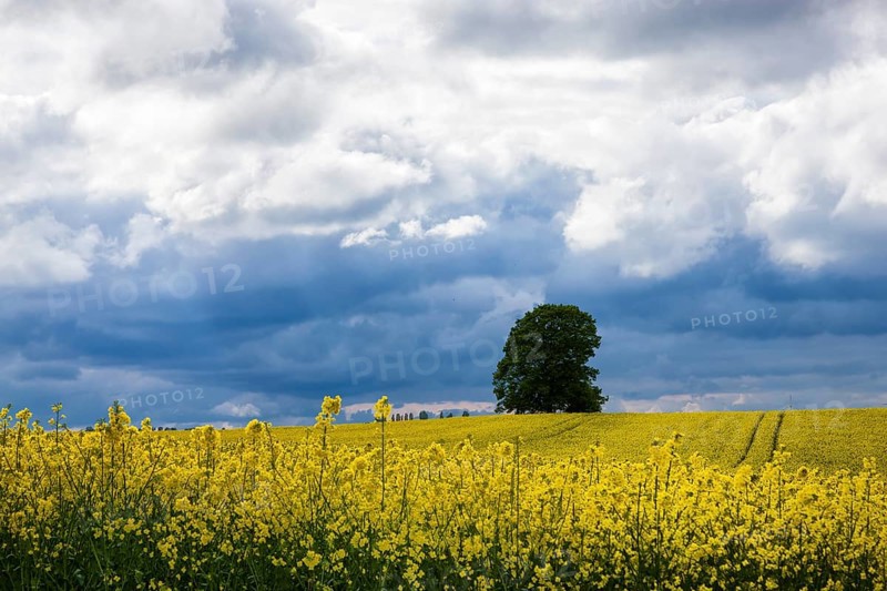 Rape fields near Batzdorf in the district of Meissen