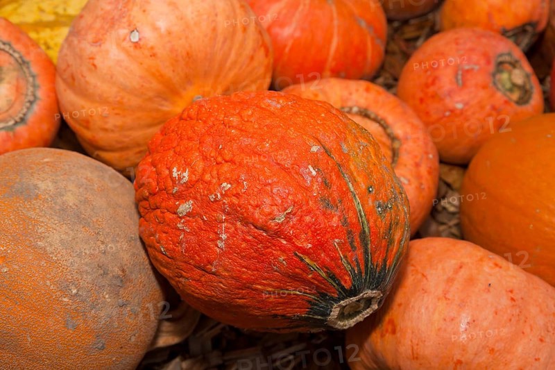 Pumpkins (Cucurbita) (Cucurbitaceae) are a genus of plants in the gourds . Five species are cultivated: Cucurbita argyrosperma, siam pumpkin (Cucurbita ficifolia), squash (Cucurbita maxima), musk squash (Cucurbita moschata) and garden pumpkin (Cucurbita pepo)