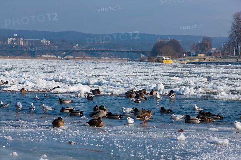 Waterfowl at the mouth of the Priessnitz in Dresden
