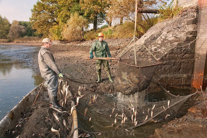 Fishing of the large pond in Bärnsdorf
