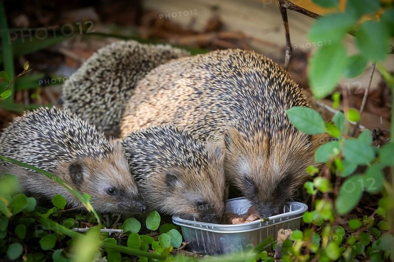 Hedgehog mother with young in the living environment of humans. A near-natural garden is a good habitat for hedgehogs, young hedgehogs can also be fed to give them a better chance of survival for hibernation, Bannewitz, Saxony, Germany, Europe