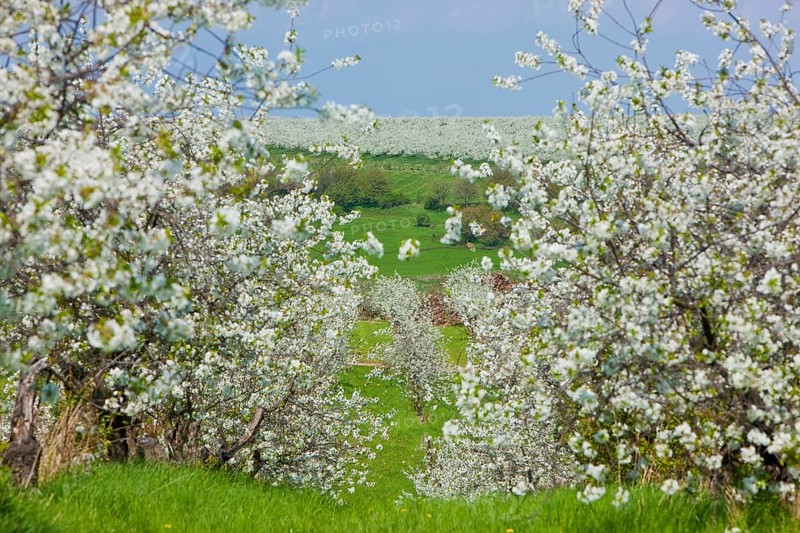 Orchards near Dohna