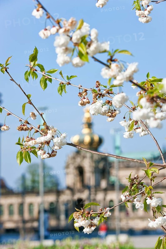 Thanks to the greening of Dresden's Postplatz, which was prompted by public protests, visitors can now also enjoy spring there. Here is a grove of cherry trees