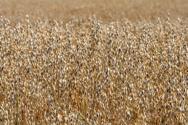 Field with common oat (Avena sativa), Rhineland-Palatinate, Germany, Europe
