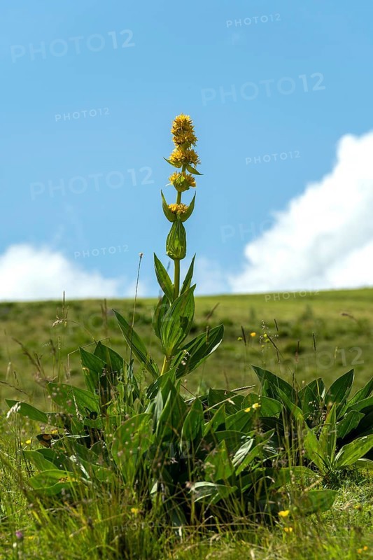 Gentian flower (Gentiana lutea), Auvergne Volcanoes Park. Puy de Dome. Auvergne Rhone Alpes. France