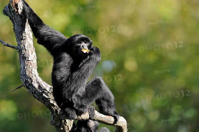 Siamang (Symphalangus syndactylus), captive, occurring on the Malay Peninsula, Malaysia, Asia