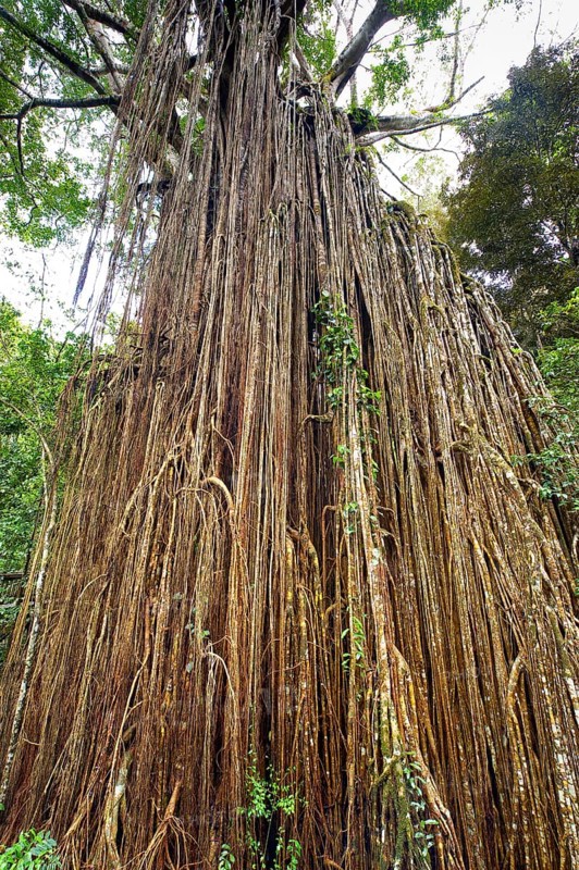 Curtain strangler fig (Ficus virens), tropical tree, tree, rainforest, jungle, Atherton tablelands, Queensland, Australia, Oceania