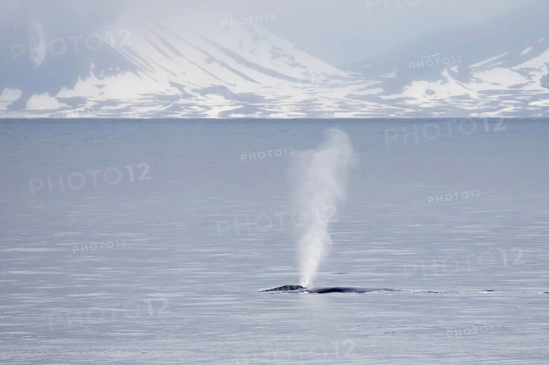 Blue whale (Balaenoptera musculus) adult, surfacing and splashing, in coastal habitat with light from the midnight sun, Isfjorden, Svalbard