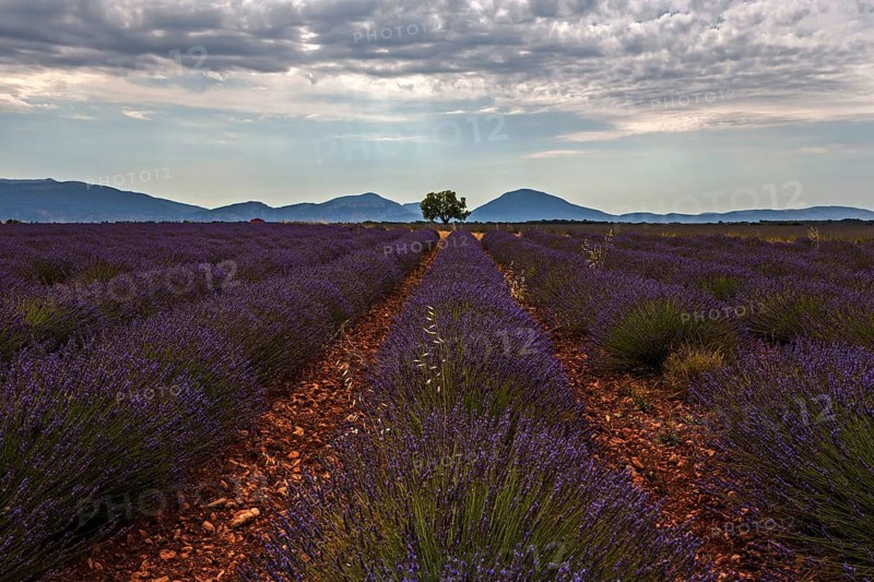 Lavender field, flowering true lavender (Lavandula angustifolia), near Puimoisson, dramatic clouds, Plateau de Valensole, Provence, Provence-Alpes-Cote d Azur, South of France, France, Europe
