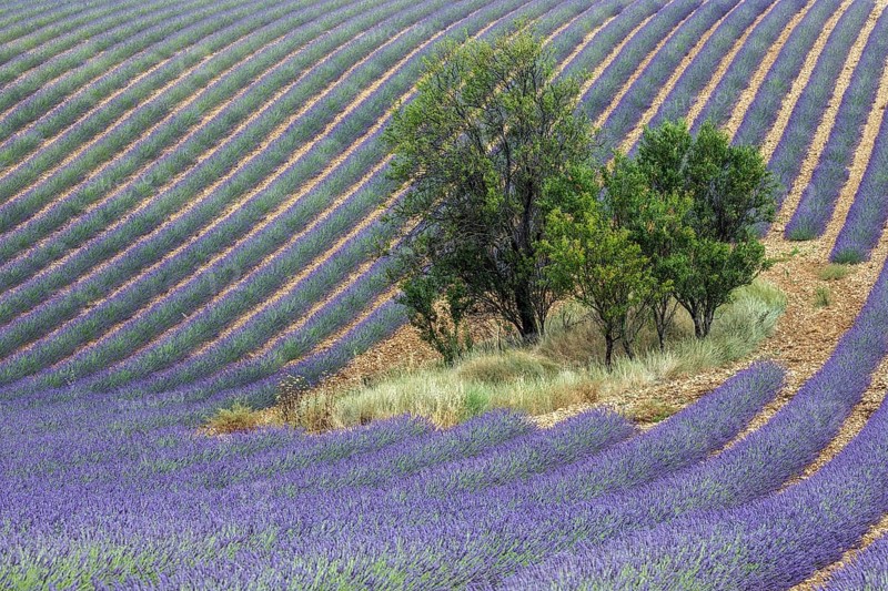 Trees in lavender field, flowering true lavender (Lavandula angustifolia), D56, between Valensole and Puimoisson, Plateau de Valensole, Provence, Provence-Alpes-Cote d Azur, South of France, France, Europe