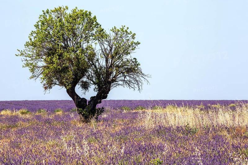 Tree in a lavender field, flowering true lavender (Lavandula angustifolia), near Valensole, Provence, Provence-Alpes-Cote d Azur, South of France, France, Europe