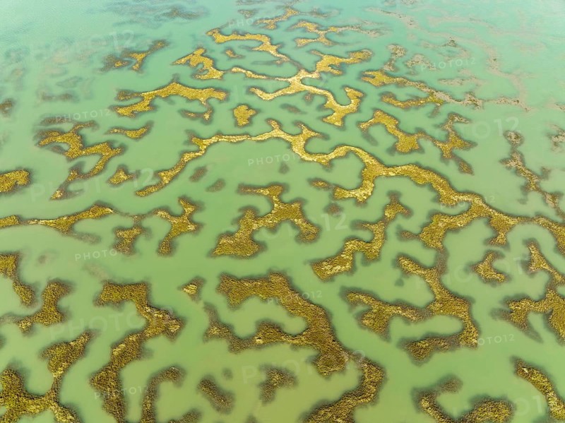 Network of channels and streams at low tide, in the marshland of the Bahía de Cádiz, aerial view, drone shot, Cádiz province, Andalusia, Spain, Europe