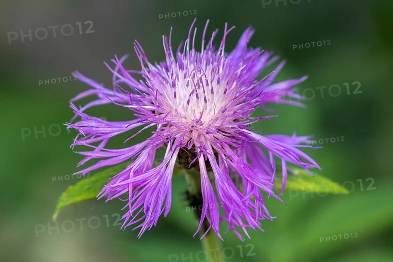 Psephellus dealbatus (Centaurea dealbata), flower, Baden-Württemberg, Germany, Europe