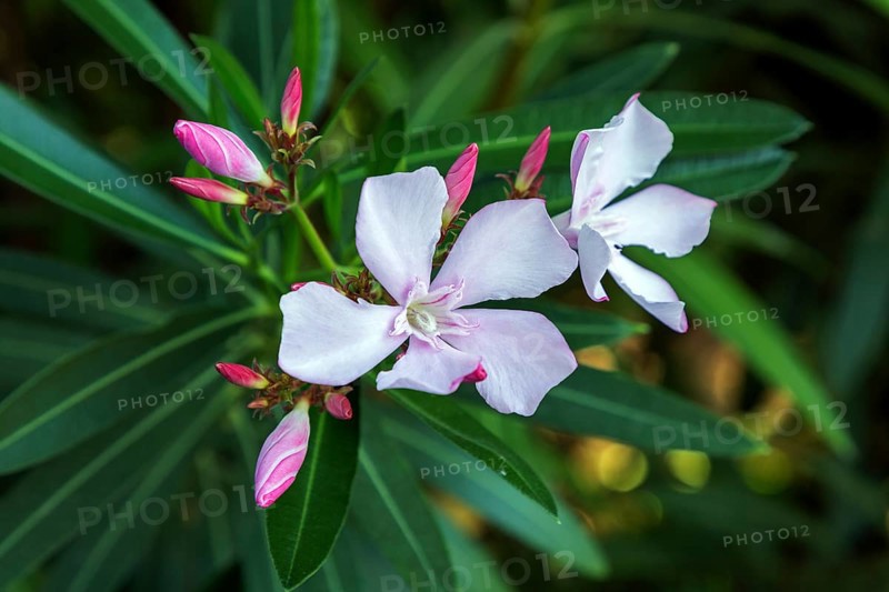 Oleander (Nerium oleander), also oleander, flower, pink flowering, Baden-Württemberg, Germany, Europe