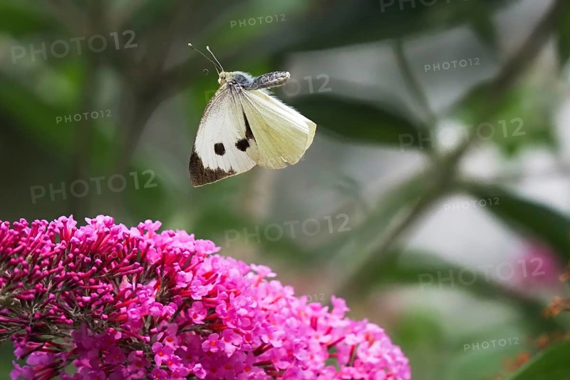 Cabbage butterfly (Pieris brassicae), flying, approaching flower of butterfly-bush (Buddleja davidii), Hesse, Germany, Europe