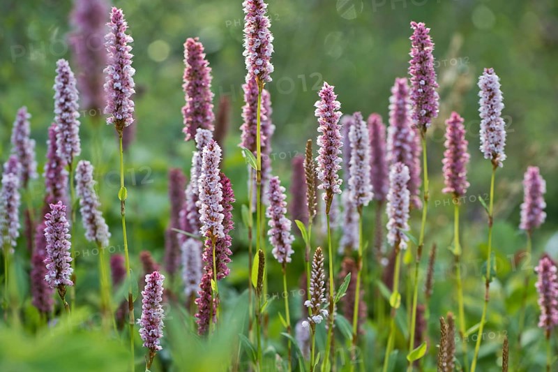 Meadow bistort (Bistorta officinalis), meadow knotweed, Emsland, Lower Saxony, Germany, Europe