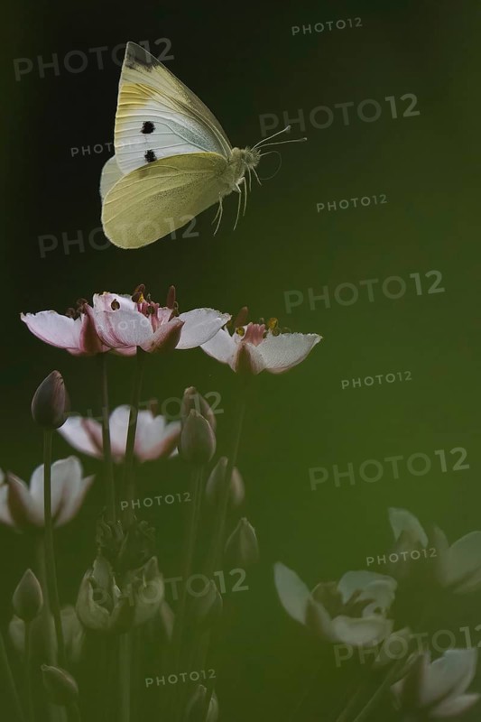 Small white (Pieris rapae) in flight over flowering rush (Butomus umbellatus), Hesse, Germany, Europe