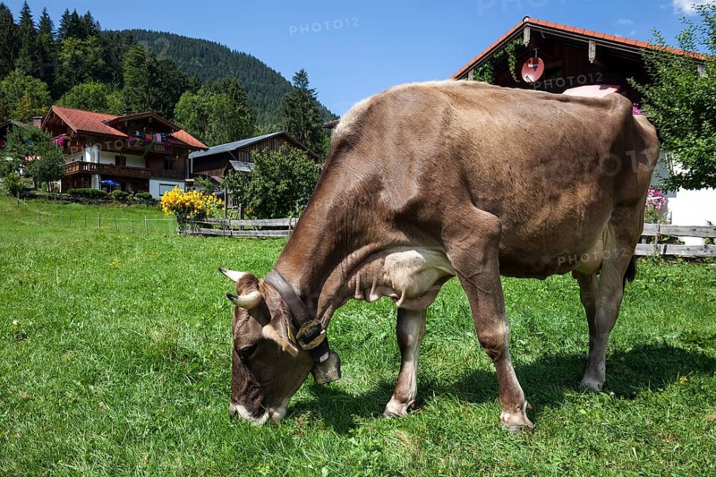 Cow on a pasture in Bruck, Bad Hindelang, Oberallgäu, Allgäu, Bavaria, Germany, Europe