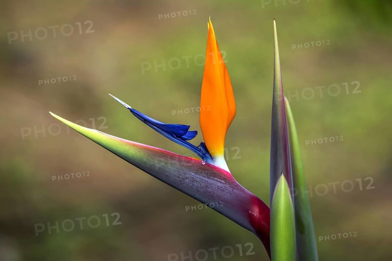 Flower of the Strelitzia (Strelitzia), Madeira, Portugal, Europe