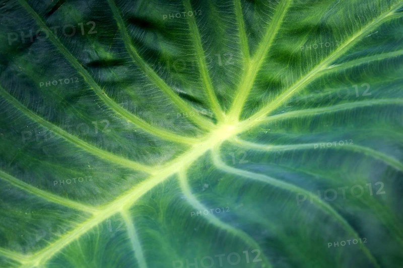 Leaf of the giant elephant ear, also known as giant taro (Alocasia macrorrhizos), close-up, Madeira, Portugal, Europe