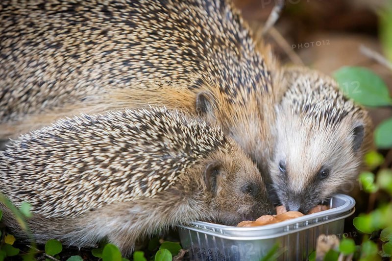 Hedgehog mother with young in the living environment of humans. A near-natural garden is a good habitat for hedgehogs, young hedgehogs can also be fed to give them a better chance of survival for hibernation, Bannewitz, Saxony, Germany, Europe