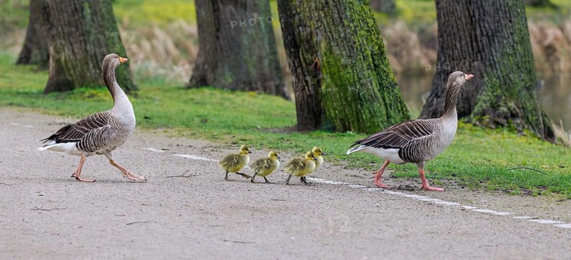 Greylag geese (Anser anser) with chicks, Germany, Europe
