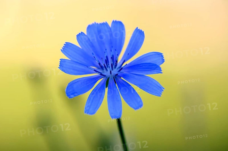 Common chicory (Cichorium intybus), single flower, Wesel, Lower Rhine, North Rhine-Westphalia, Germany, Europe