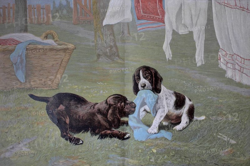 Young dogs at play, pulling laundry off the line. Colour print as art supplement Zur guten Stunde, 1897. After a painting by H. Sperling, Jugend hat keine Tugend, Historic, digitally restored reproduction of an original from the 19th century