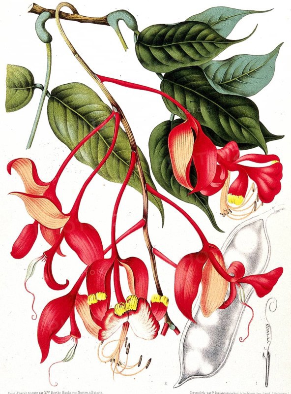 Orchid tree, Pride of Burma, toha tree (Amherstia nobilis), a rare tree in the legume family of the carob subfamily, Historic, digitally enhanced reproduction of an original from the period