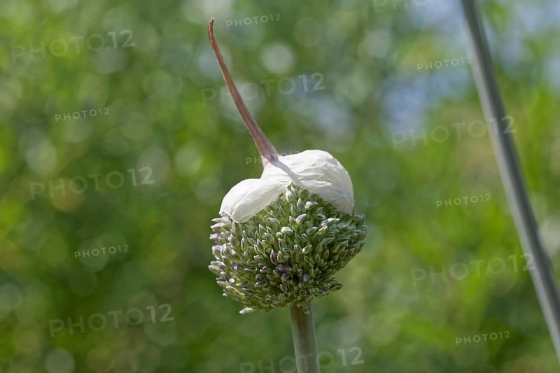 Ornamental leek (Allium giganteum), open flower with cap, Germany, Europe
