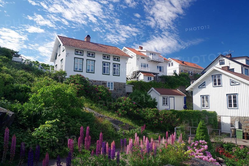 Individual houses on archipelago island Gullllhlomen and flowering lupines, holiday, Örust municipality, Bohuslän, Sweden, Europe