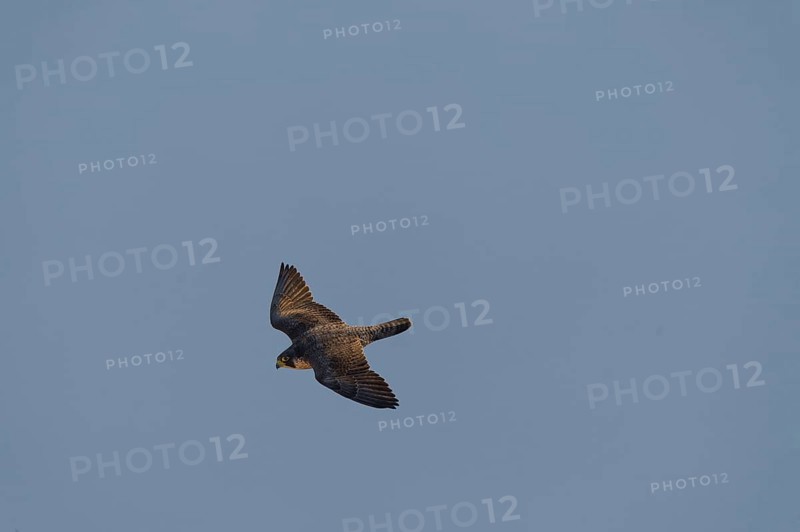Peregrine Falcon (Falco peregrinus) in flight over the fog, Canton Solothurn, Switzerland, Europe