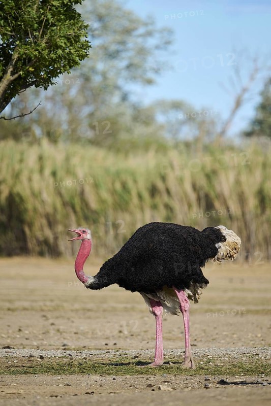Common ostrich (Struthio camelus) male in the dessert, captive, distribution Africa