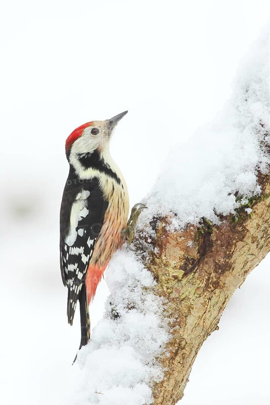 Middle spotted woodpecker (Dendrocopus medius), sitting attentively on a branch covered with snow, wildlife, winter, Siegerland animals, birds, woodpeckers, North Rhine-Westphalia, Germany, Europe