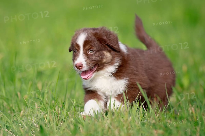 Miniature American Shepherd (Canis lupus familiaris) puppy, puppy running across a meadow, Rhineland-Palatinate, Germany, Europe