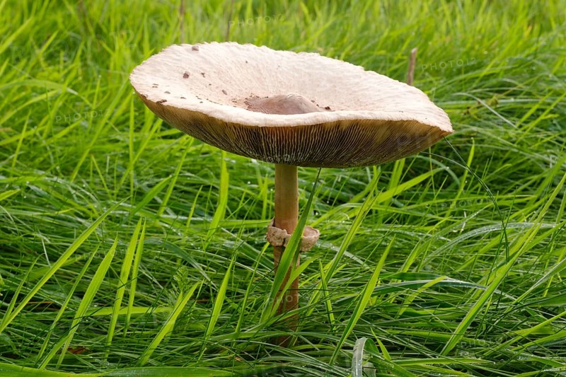 Giant umbrella mushroom in a meadow, parasol mushroom (Macrolepiota procera), mushroom, close-up, Emsland, Lower Saxony, Germany, Europe