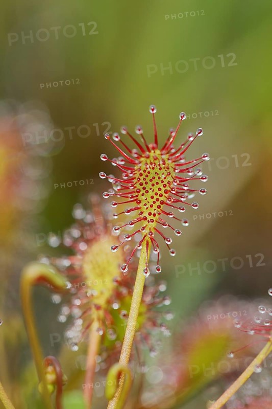 Oblong-leaved sundew (Drosera intermedia), carnivorous plant in a bog, North Rhine-Westphalia, Germany, Europe