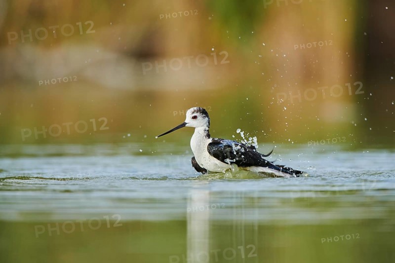Black-winged stilt (Himantopus himantopus) standing in the water cleaning ists feathers, Camargue, France, Europe