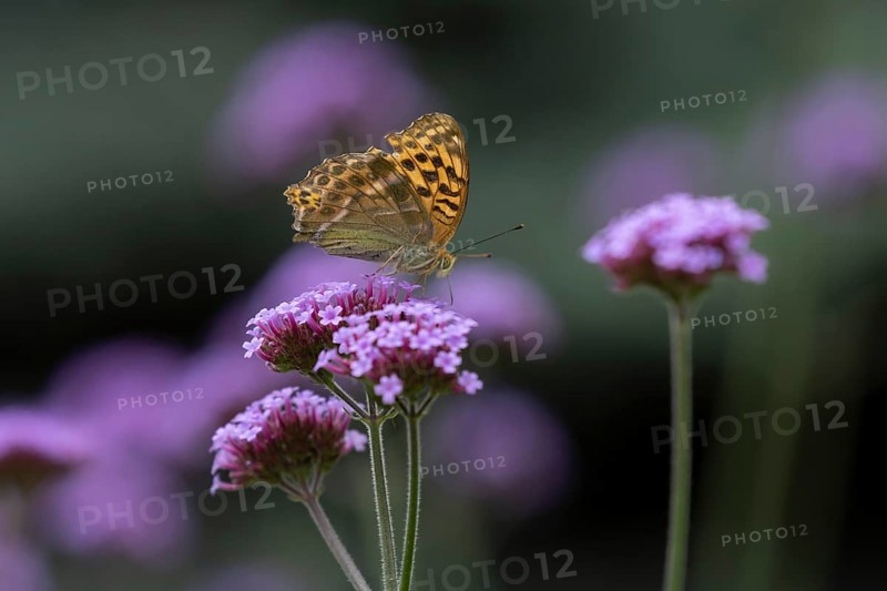 Silver-washed fritillary (Argynnis paphia) butterfly adult feeding on a garden Verbena flower, Norfolk, England, United Kingdom, Europe